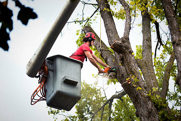 Reliable Kings Park, NY Tree Services Solutions